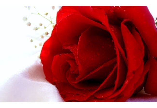 Ảnh bông hoa hồng đỏ đẹp