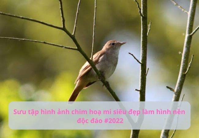 Nghiên cứu tiếng chim hót của chim để chữa tật khi nói | VTV.VN