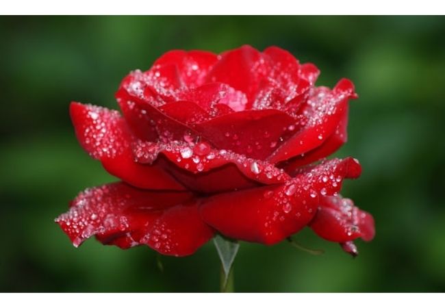 Tìm hiểu với hơn 101 hình nền ảnh hoa hồng hay nhất thdonghoadianeduvn