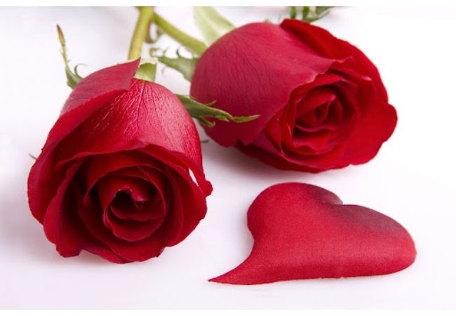50 Ảnh hoa hồng đẹp và lãng mạn khiến ai xem cũng mê mẩn