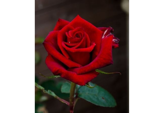 Bó hoa hồng đỏ thắm