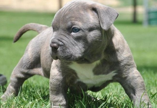 Hình ảnh chó Pitbull Tổng hợp hình ảnh chó Pitbull đẹp nhất
