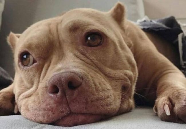 Hình ảnh chó Pitbull đẹp thuần chủng ngầu nhất thcsthptmyhoahungeduvn