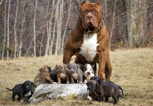 Hình ảnh chó Pitbull thuần chủng