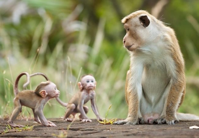 Hình ảnh con khỉ đẹp nhất thế giới cùng đàn con