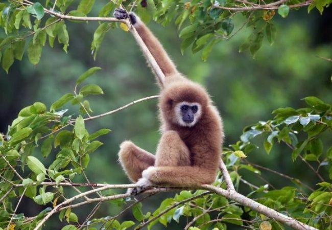 Hình ảnh con khỉ đẹp nhất thế giới đang leo trèo