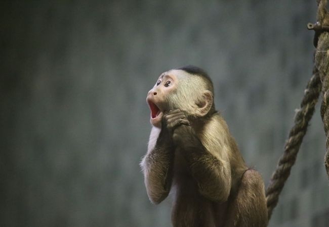 Hình ảnh con khỉ đẹp nhất thế giới, dễ thương