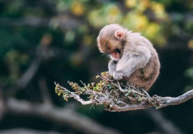 Hình ảnh con khỉ đẹp nhất thế giới xấu hổ