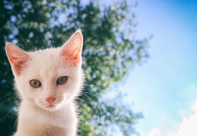 Hình ảnh con mèo lông trắng