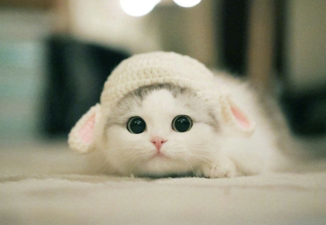 Hình ảnh con mèo màu trắng cute