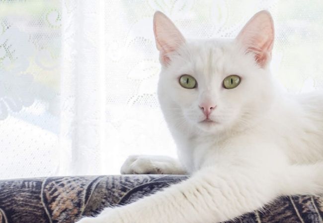 Hình ảnh con mèo màu trắng dễ thương