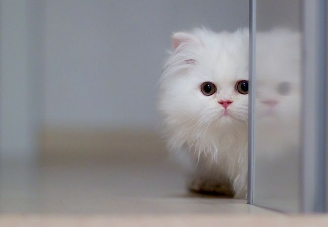 Hình ảnh con mèo màu trắng đẹp nhất