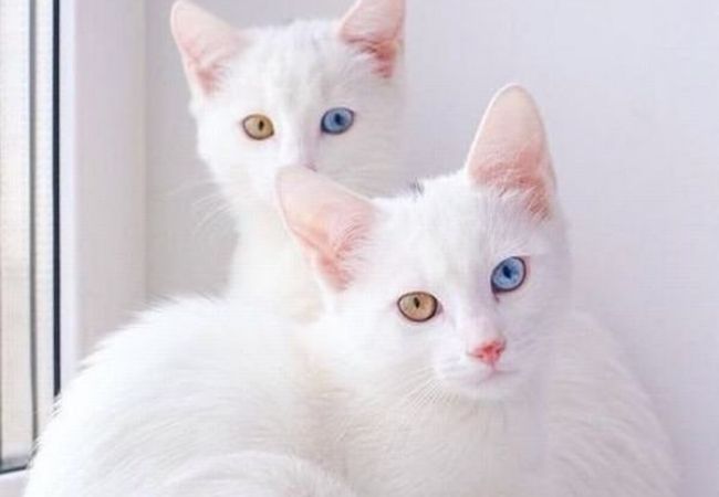 Hình ảnh con mèo màu trắng, mắt xanh
