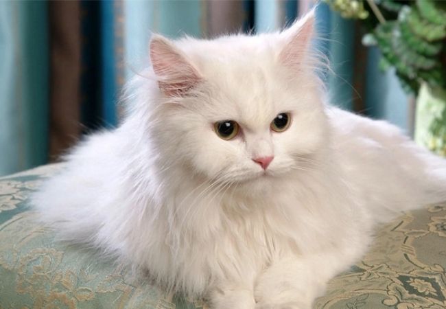 Hình ảnh con mèo màu trắng tâm trạng
