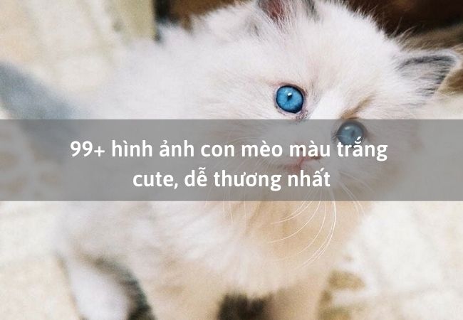 99+ hình ảnh con mèo màu trắng cute, dễ thương nhất