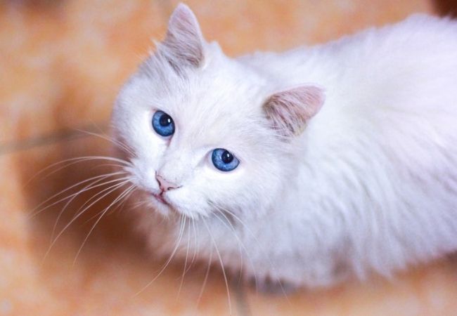 Hình ảnh con mèo trắng xinh đẹp