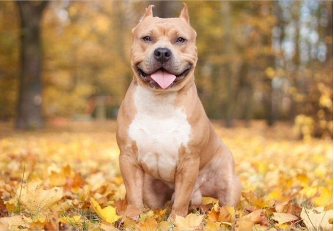 Hình ảnh của chó Pitbull dễ thương