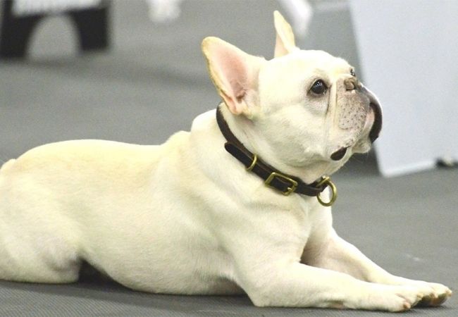 Hình ảnh của chó Pitbull Pháp
