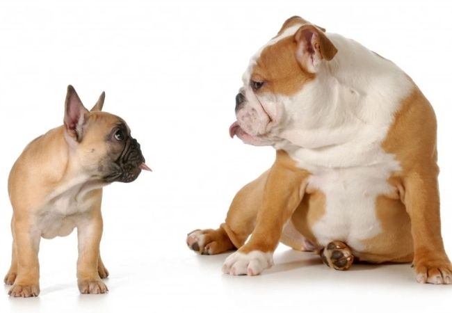 Hình ảnh của chó Pitbull sinh đôi