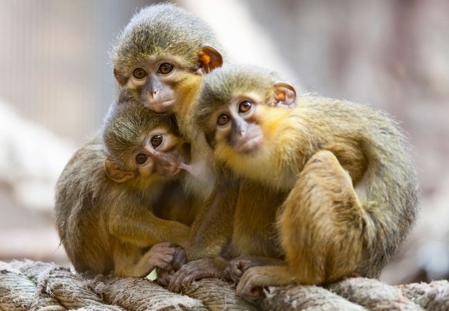 Hình ảnh đàn khỉ đẹp nhất thế giới 