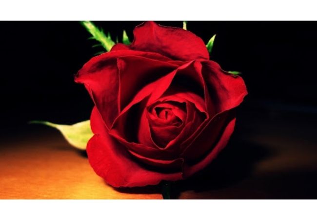 Hình ảnh hoa hồng đẹp nhất