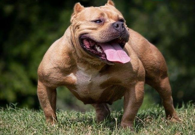 33 Hình Ảnh Chó Pitbull Đẹp Mạnh Mẽ Nhìn Rén Chưa Cưng