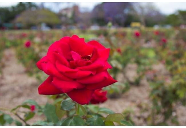 Hoa hồng màu Vàng Clip nghệ thuật  Hồng Vàng Hình Ảnh png tải về  Miễn  phí trong suốt Nhà Máy png Tải về