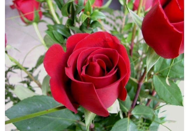 Hình ảnh bông hoa hồng đỏ đẹp