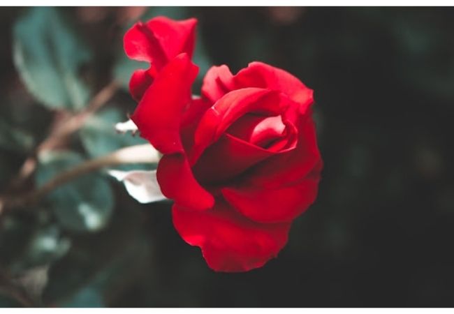 Hình ảnh bông hoa hồng đỏ đẹp