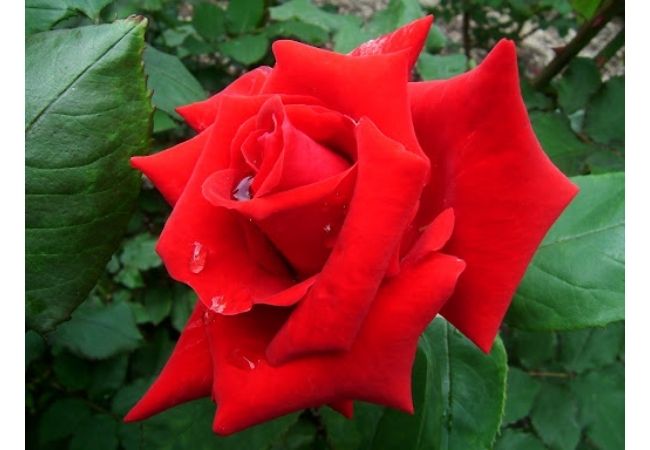 Hình ảnh bông hoa hồng đẹp