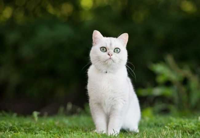 Hình ảnh mèo trắng cute