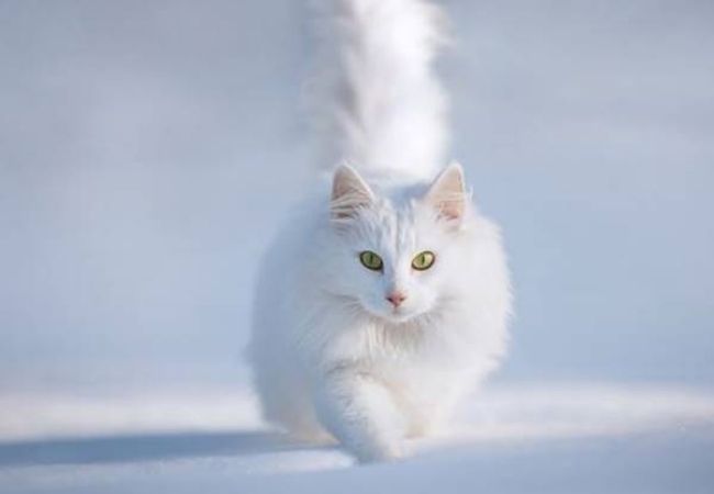 Hình ảnh mèo trắng dễ thương