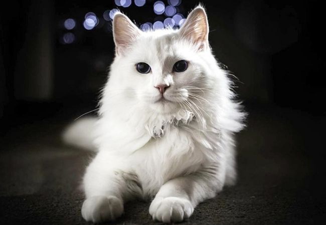 Hình ảnh mèo trắng đẹp