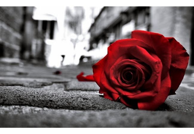 Hình ảnh những bông hoa hồng màu đỏ