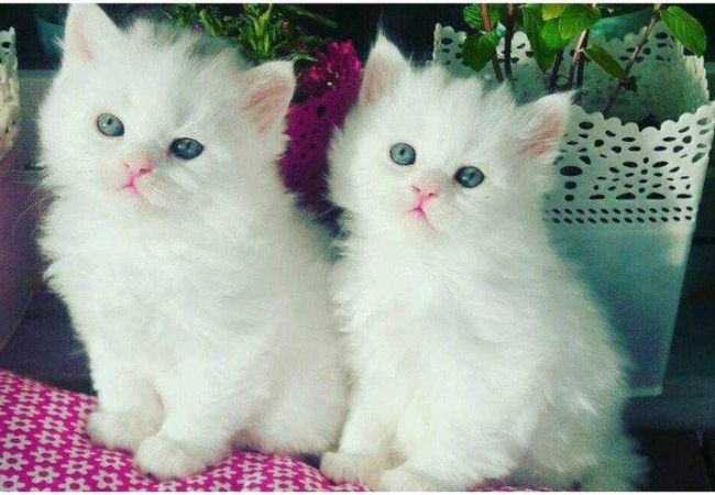 Hình mèo trắng cute sinh đôi
