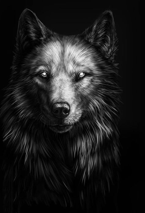Hình ảnh chó sói đẹp nhất