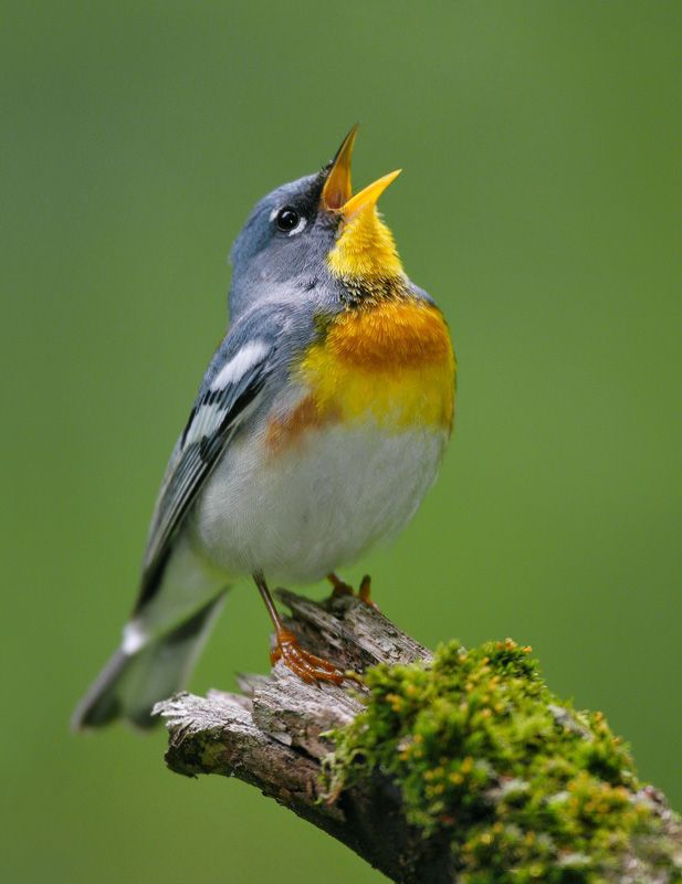 Chim họa mi hót - Thông tin bạn cần biết về giống chim