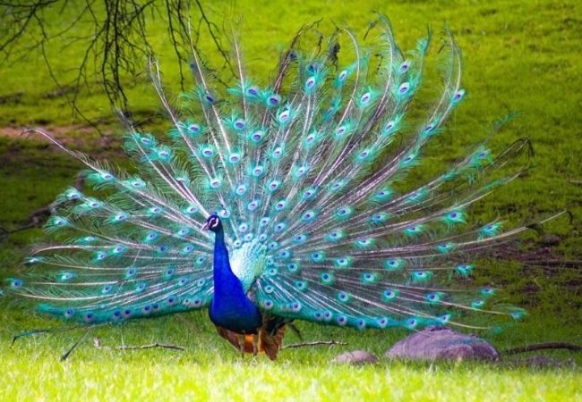 40 Hình ảnh chim công rực rỡ đẹp nhất thế giới đầy màu sắc