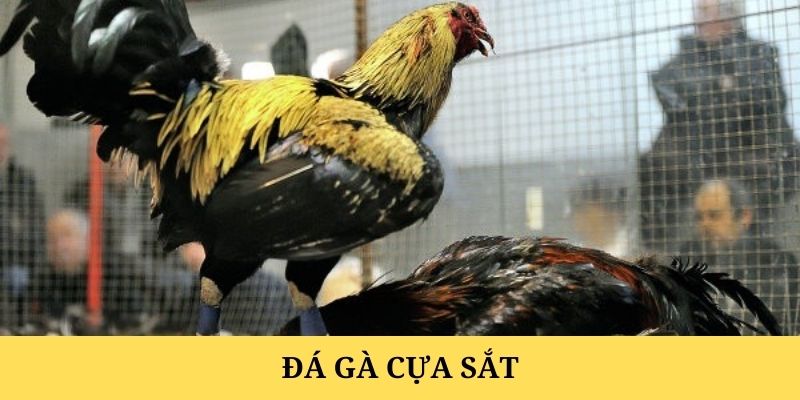 Đá gà cựa sắt - Hình thức cược hấp dẫn