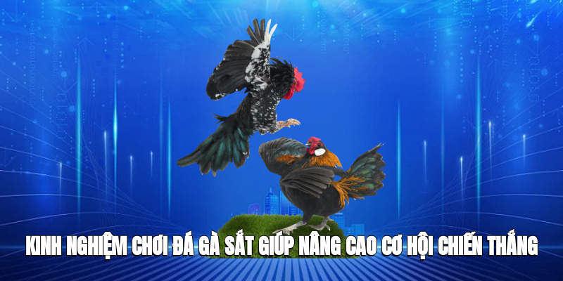 Cập nhật những kiến thức cơ bản về đá gà cựa sắt