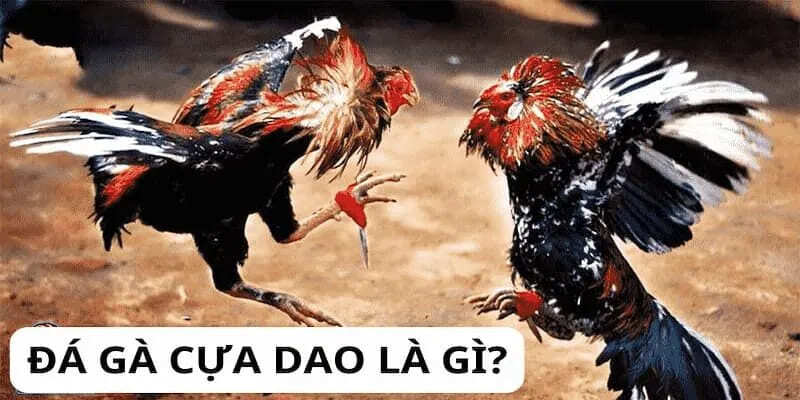 Đá gà cựa dao - Sản phẩm giải trí chất lượng