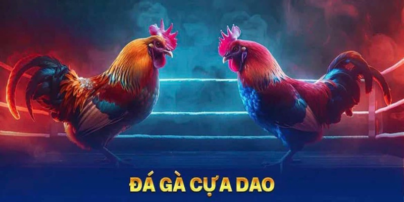 Những đặc điểm hấp dẫn của đá gà cựa dao