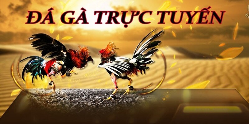 Tìm hiểu tổng quan về sảnh đá gà FB88