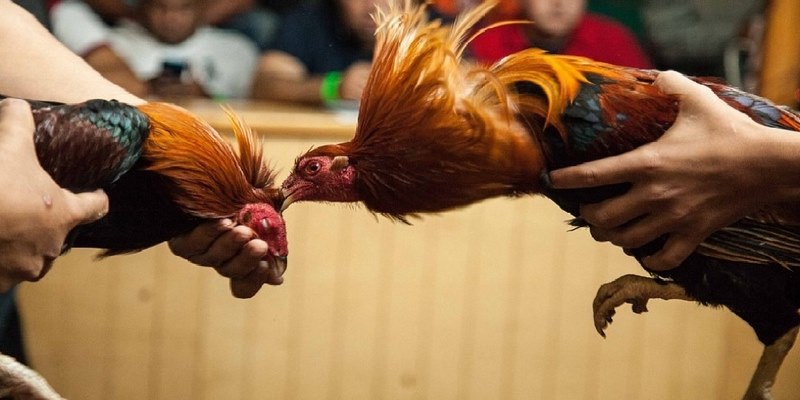 Trực Tiếp Đá Gà Thomo 67 Chuyên Nghiệp Nhất Châu Á Những loại hình đá gà trực tiếp tại Thomo 67