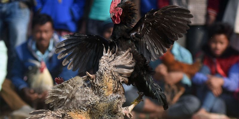 Thông tin về đá gà trực tiếp 88 
