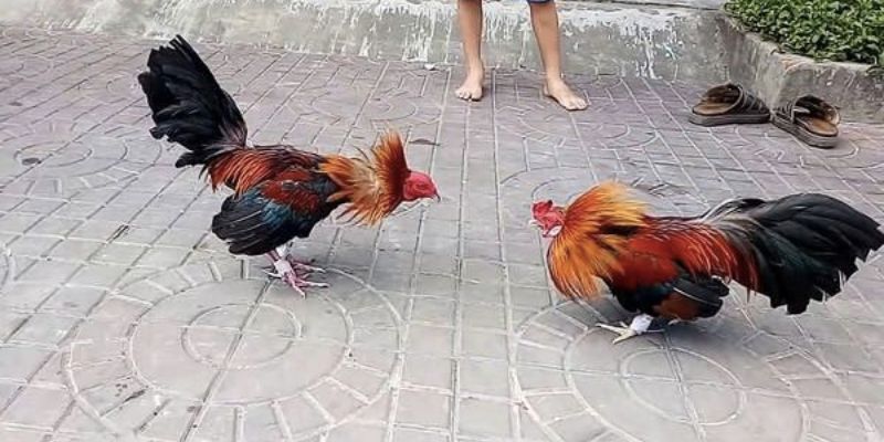 Một số mẹo chơi đá gà giúp bet thủ thắng đậm 