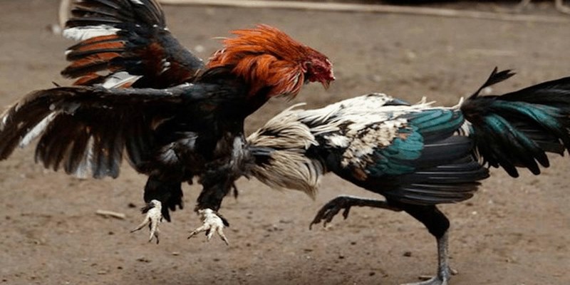 Kèo Đá Gà Trực Tiếp Và Cách Cá Cược Hấp Dẫn Các hình thức kèo đá gà trực tuyến phổ biến nhất