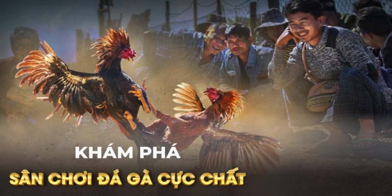 Hướng Dẫn Xem Trực Tiếp Đá Gà Thomo 999 An Toàn Lý do trực tuyến đá gà tại Thomo 999 được mọi người yêu thích