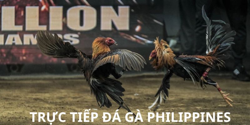 Thông tin cơ bản về trực tiếp đá gà Philippines 