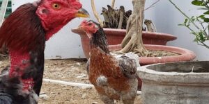 Trực Tiếp Đá Gà Thomo 67 Chuyên Nghiệp Nhất Châu Á